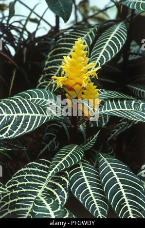 Fleurs jaune et blanc-feuilles nervurées de Aphelandra squarrosa 'Louisae" (usine de Zebra) Banque D'Images