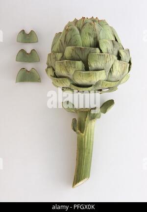 Artichaut (Cynara cardunculus) avec tête séparée de la tige et les feuilles Banque D'Images