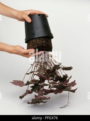 Retrait des plants de uspide down plante en pot Banque D'Images