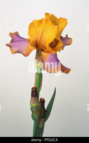 Fleurs d'Iris brun 'Lasso', montrant jaune et pourpre pétales panachés Banque D'Images