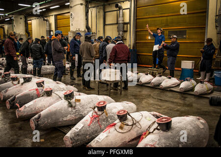 Vente aux enchères de thon très tôt le matin au marché aux poissons de Tsukiji, Tokyo, Japon, avec thon congelé au premier plan Banque D'Images