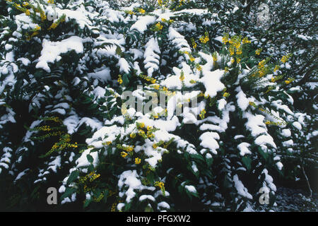 Mahonia Japonica arbuste, recouvert de neige. Banque D'Images