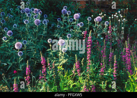 Et Echinops ritro Lythrum salicaria, violet et rose fleurs Banque D'Images