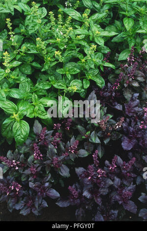 Ocimum basilicum, Basilic, vert et violet feuilles, les plantes à fleurs, Close up Vue de dessus. Banque D'Images