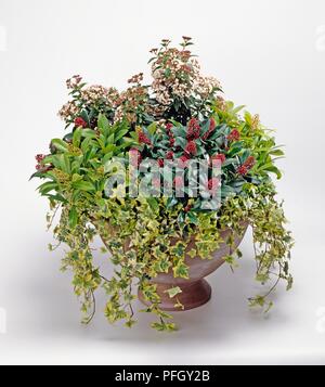 Urne contenant de l'argile Viburnum tinus 'Eve Price' (Laurustinus), Skimmia laureola, Hedera helix 'Harald' (Ivy) et Skimmia japonica 'Rubella' Banque D'Images