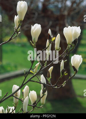 Magnolia denudata, Lily Arbre ou Yulan fleurs. Banque D'Images