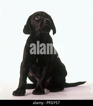 Chiot Labrador noir assis, jusqu'à Banque D'Images