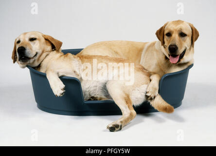 Deux chiots Labrador Retriever couché dans un lit de chien Banque D'Images