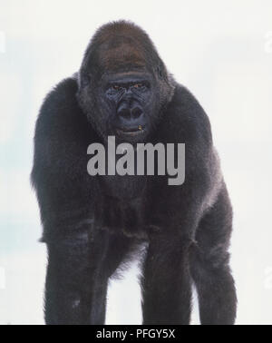 Mâle adulte Gorille Silverback debout à quatre pattes, des morceaux de nourriture sur des lèvres, mains et pieds à plat sur le marbre, vue de face. Banque D'Images