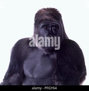 Mâle adulte Gorille de plaine de l'ouest (Gorilla gorilla gorilla), front view Banque D'Images