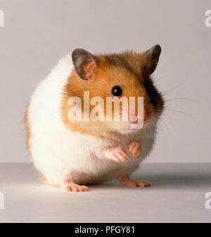 Le gingembre et le hamster blanc sur pattes, close-up Banque D'Images