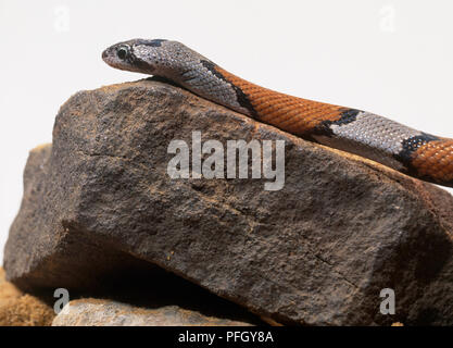 Gray-banded kingsnake (Lampropeltis alterna) sur un rocher, close-up Banque D'Images