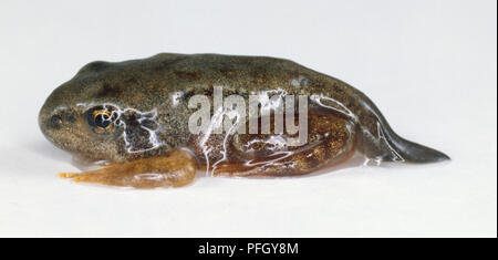 Grenouille jeunes âgés de douze semaines, accroupie, une queue courte pour la baignade, la peau humide brillant, corps vert tacheté brun et jaune, jambes, oeil jaune, vue de côté. Banque D'Images