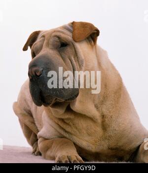 Chef de Shar-Pei dog, couchée Banque D'Images