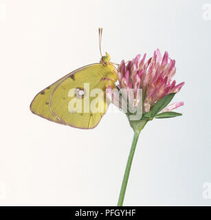 Papillon jaune soufre (Opisthograptis luteolata) sur fleur rose Banque D'Images