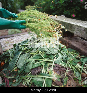 Draps de pose plus de tas de feuilles mortes, close-up Banque D'Images