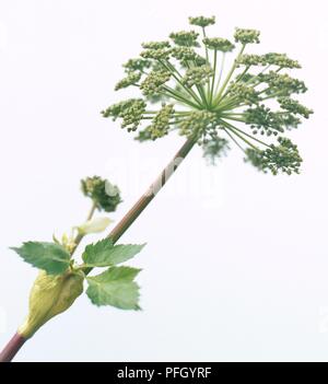 L'Angélique (Angelica archangelica), avec tige de type ombelle capitule, close-up Banque D'Images