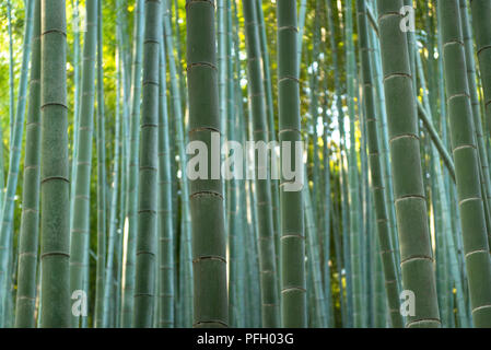 Gros plan de tiges de bambou dans une forêt à Arashiyama, dans la ville de Kyoto, au Japon. Banque D'Images