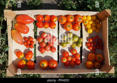 Mélanger les tomates en journée d'été. Composition de variété tomate fraîche. Foncé rustique de style. Vue d'en haut. Banque D'Images