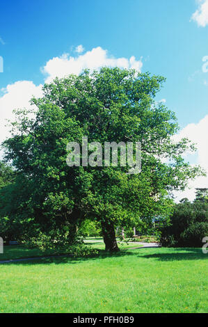 Quercus macrocarpa Chêne à gros fruits, dans un parc Banque D'Images