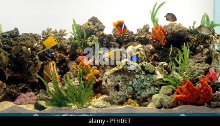 Poissons tropicaux dans fish tank remplis de roches, des coraux et des plantes aquatiques Banque D'Images