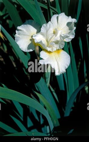 Iris sibirica 'Harpswell Bonheur' (iris de Sibérie), fleurs blanches à teinte jaune Banque D'Images