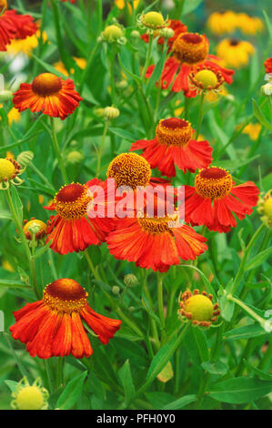 Helenium 'Crimson Beauty'. Close up of upright vivace à feuillage vert moyen en rouge-orange et des rayons, pénétré jaune et marron fleurs du disque. Banque D'Images