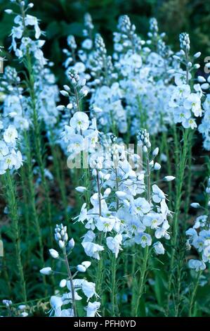 Liatris spicata 'Tissington White' (Gentiane speedwell), les tiges de fleurs blanches Banque D'Images