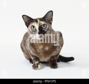 Brown Tabby cat birman avec marquages asymétrique et grand yeux brillant, comité permanent. Banque D'Images