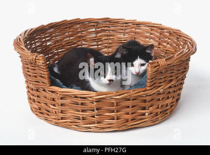 Noir et blanc deux chatons dans un panier en osier Banque D'Images