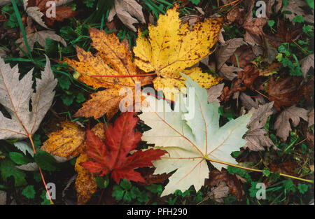Acer saccharinum, feuilles tombées d'un arbre sur le terrain. Les feuilles sont lobées et dans les tons de rouge et jaune avec un retourné montrant un ventre blanc argenté Banque D'Images