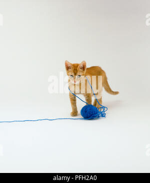 Ginger kitten playing avec pelote de laine bleu Banque D'Images