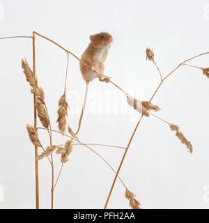 Souris la récolte de tiges de maïs debout sur Banque D'Images