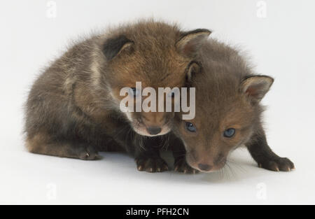 Vulpes vulpes, le renard roux, famille des canidés, vue de face de deux six semaines vieux fox cubs blottis ensemble. Banque D'Images