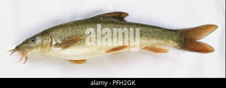 Vue latérale d'un barbillon morts poisson avec écailles brun-gris et ses barbillons ou moustaches autour de sa bouche. Banque D'Images