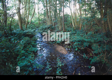 Rocky petit ruisseau coule à travers une forêt luxuriante avec des sous-bois. Banque D'Images