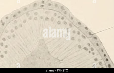 L'expédition danoise Ingolf (1895-1896) était une expédition de recherche scientifique dans l'océan Arctique, axée sur la vie marine, en particulier la famille des coraux Stylasteridae. Dirigé par HJ. Broch, il a été soutenu par la Nordenfeldske KUcheanstalt et publié par Waldemar Janssens Eoktrykkeri à Copenhague. L'expédition a fourni des données précieuses sur les écosystèmes marins arctiques. Banque D'Images