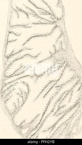 . Le Ingolf-Expedition danois. Expéditions scientifiques ; l'océan Arctique. I /&Lt ; , - 6'. .Â¢â ¢.:Â Â ¢:â â ' j':Â Â Â Â Â '"'â "' 'â â ', '^â en &Lt ;- V : ; . **" Â 1 â'â : 'â â€r  | â€ . ^7o¢â â â â en un ' tl :. Veuillez noter que ces images sont extraites de la page numérisée des images qui peuvent avoir été retouchées numériquement pour plus de lisibilité - coloration et l'aspect de ces illustrations ne peut pas parfaitement ressembler à l'œuvre originale.. Ingolf (Cruiser) danois (Ingolf-Expedition ; 1895-1896). Copenhague : H. Hagerup Banque D'Images