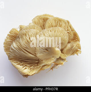 Pleurotus ostreatus, cluster de Pleurotes Banque D'Images