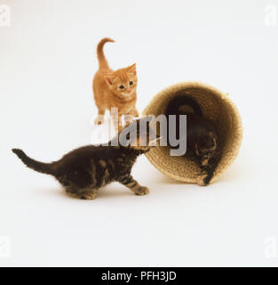 Deux chatons (Felis catus) et un troisième qui sortent d'un panier à l'autre bout Banque D'Images