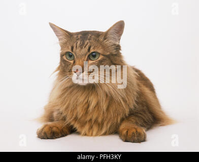 Perching brun chat (Felis catus) avec des yeux verts et partiellement poil long manteau, front view Banque D'Images
