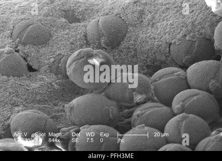 L'ultrastructure morphologiques des grains de pollen trouvés sur un 'jaune' artifice sundrops, Oenothera fruticosa fleur, révélé dans l'amplifié 844x au microscope électronique à balayage (MEB) de droit, 2006. Image courtoisie Centres for Disease Control (CDC) / Janice Haney Carr, Betsy grue. () Banque D'Images