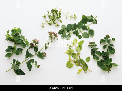 Branches d'Origanum majorana, la marjolaine et l'origan Origanum vulgare, Banque D'Images