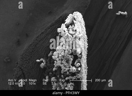 Les granules de pollen d'ultrastructure morphologique trouvé sur une 'jaune' artifice sundrops, Oenothera fruticosa fleur, révélé dans l'101x au microscope électronique à balayage grossie (SEM) de droit, 2006. Image courtoisie Centres for Disease Control (CDC) / Janice Haney Carr, Betsy grue. () Banque D'Images