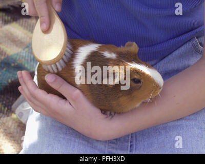 Girl holding cobaye dans ses genoux et ses armoiries de brossage Banque D'Images