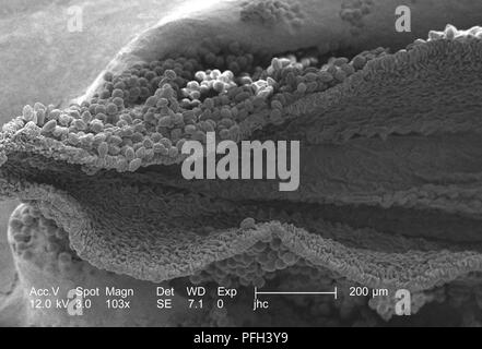 Les granules de pollen d'ultrastructure morphologique trouvé sur une 'jaune' artifice sundrops, Oenothera fruticosa fleur, révélé dans l'103x au microscope électronique à balayage grossie (SEM) de droit, 2006. Image courtoisie Centres for Disease Control (CDC) / Janice Haney Carr, Betsy grue. () Banque D'Images