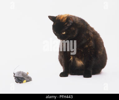 La séance d'une écaille de Shorthair chat (Felis catus) à la souris à un jouet, front view Banque D'Images