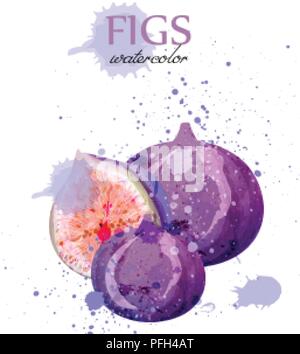 Fig fruits aquarelle vecteur. Delicious design isolés colorés Illustration de Vecteur
