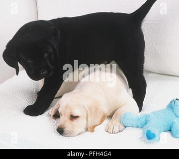 Un jaune et un Labrador noir chiot (Canis familiaris) et d'un doudou bleu sur un canapé blanc Banque D'Images