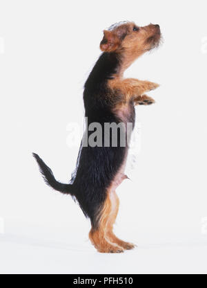 Yorkshire Terrier (Canis familiaris), debout sur ses pattes arrière, vue latérale Banque D'Images